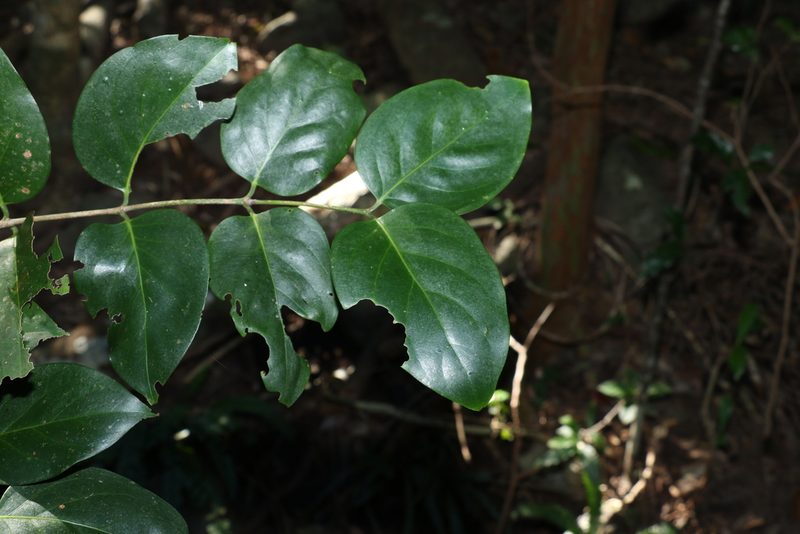 Psydrax lamprophyllus, photographed by Greg Tasney