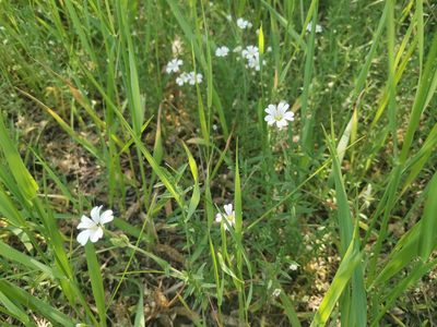 Cerastium arvense, photographed by Miriam