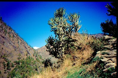 Euphorbia royleana, photographed by Dr. Guido Bohne