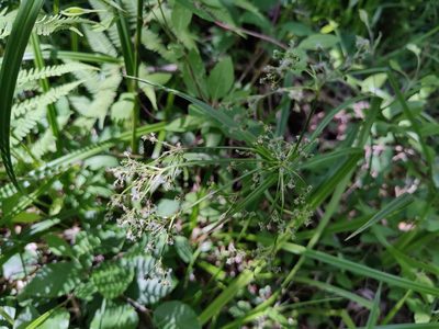 Scirpus sylvaticus, photographed by Paul Braun