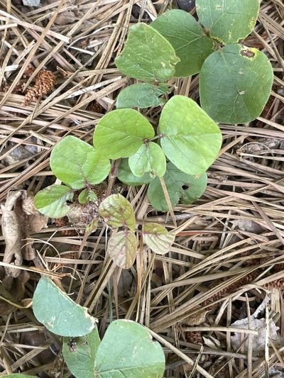 Desmodium lineatum, photographed by Becky Dill