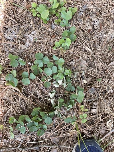 Desmodium lineatum, photographed by Becky Dill