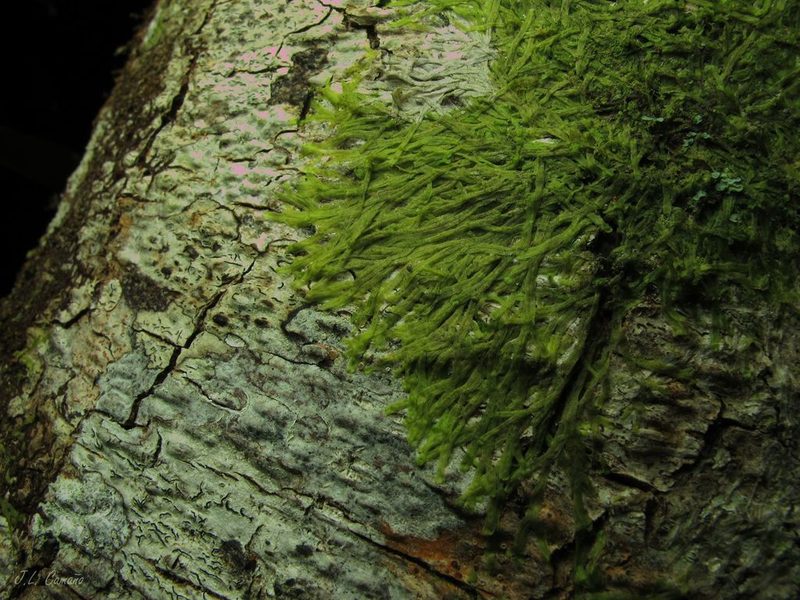 Metzgeria furcata, photographed by José Luis Camaño