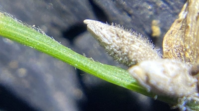 Ancistrachne maidenii, photographed by prossington