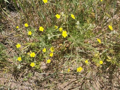 Potentilla argentea, photographed by Miriam