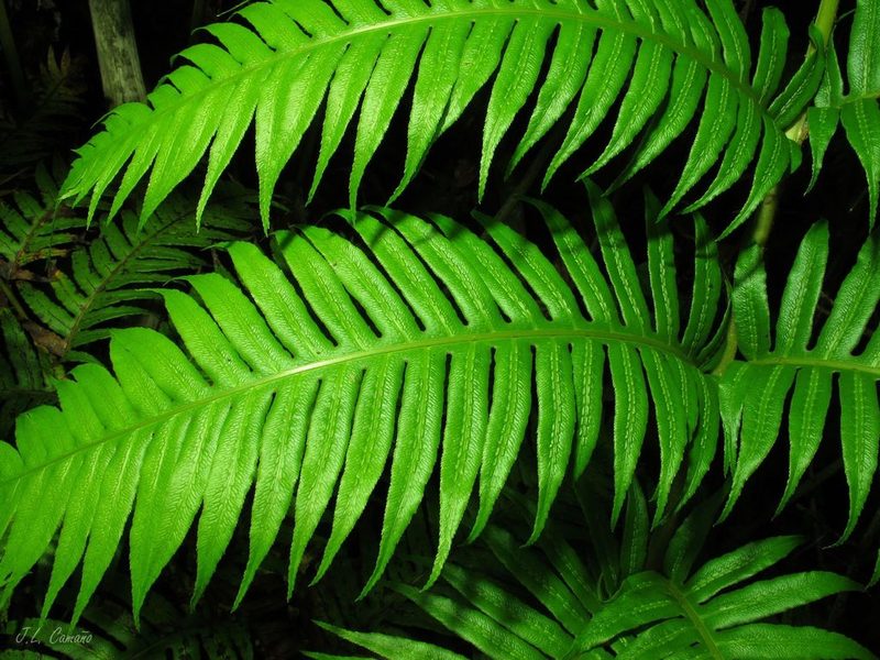 Woodwardia radicans, photographed by José Luis Camaño