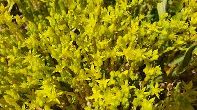 Sedum acre, photographed by Joan Simon