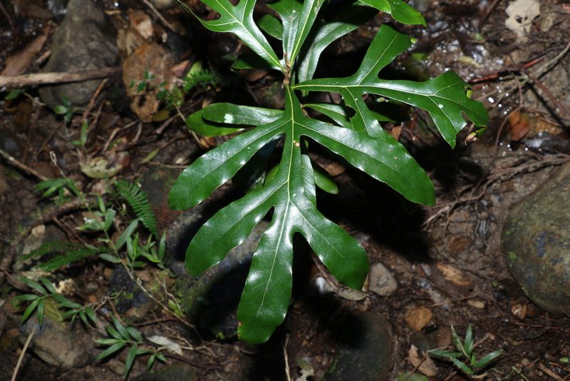 Stenocarpus sinuatus, photographed by Greg Tasney