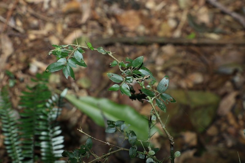 Randia moorei, photographed by Greg Tasney