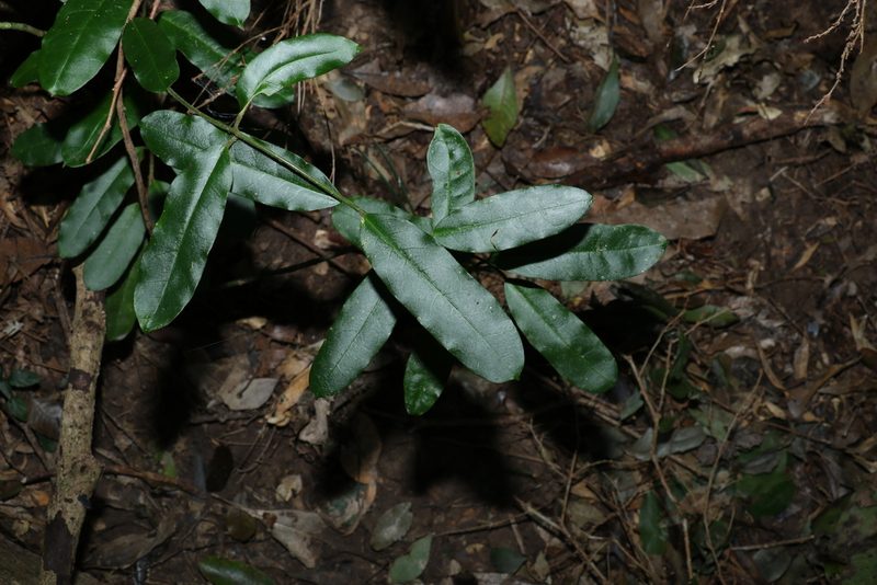 Leichhardtia flavescens, photographed by Greg Tasney