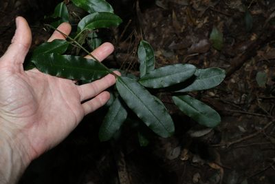 Leichhardtia flavescens, photographed by Greg Tasney