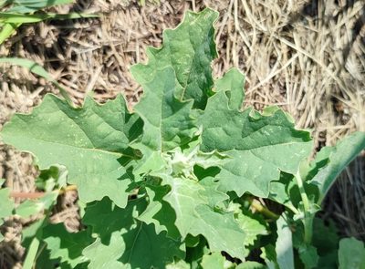 Atriplex tatarica