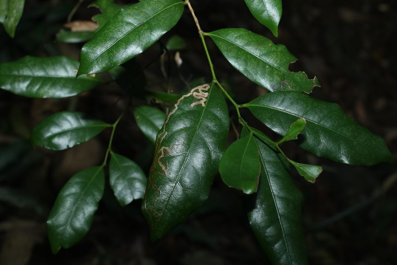 Cryptocarya sclerophylla, photographed by Greg Tasney