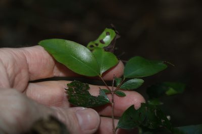 Gossia punctata, photographed by Greg Tasney