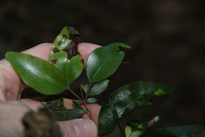 Gossia punctata, photographed by Greg Tasney