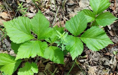 Rubus saxatilis, photographed by Yurii Basov