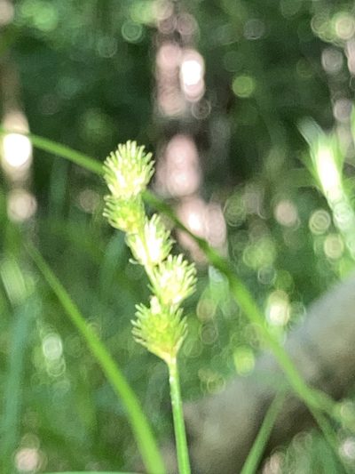 Carex tribuloides, photographed by Joseph McPhail