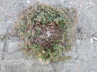 Polycarpon tetraphyllum, photographed by Tim Johnson