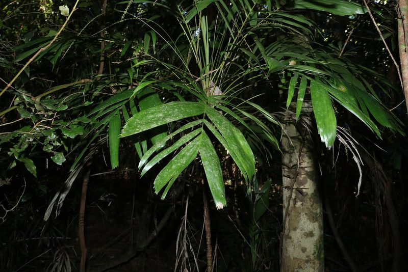 Linospadix monostachyus, photographed by Greg Tasney