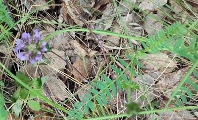 Astragalus danicus, photographed by Yurii Basov