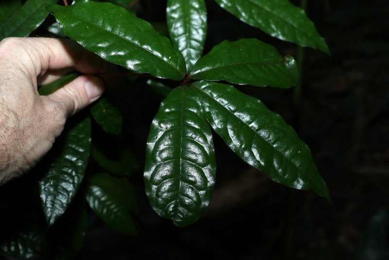 Triunia youngiana, photographed by Greg Tasney