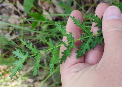 Filipendula vulgaris, photographed by Yurii Basov
