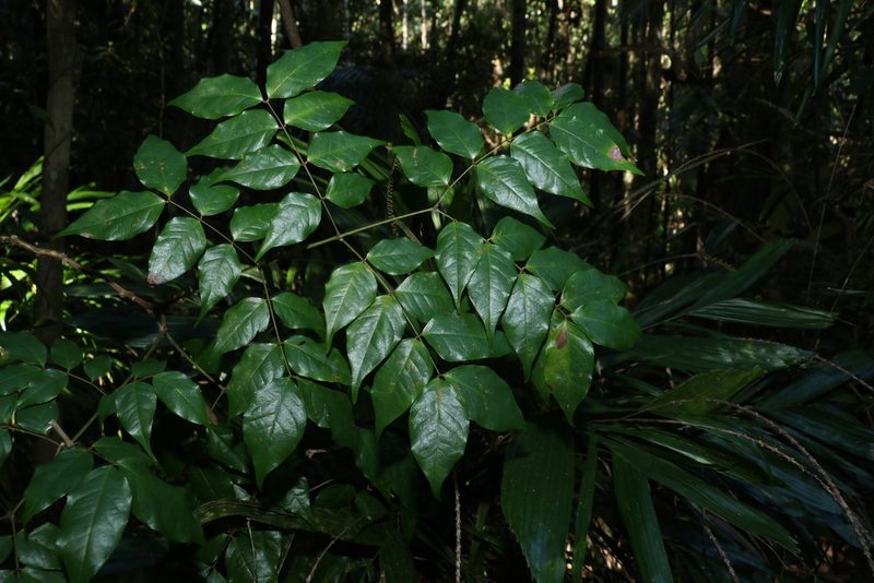 Archidendron grandiflorum, photographed by Greg Tasney