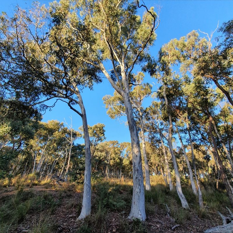 Eucalyptus mannifera, photographed by ronavery