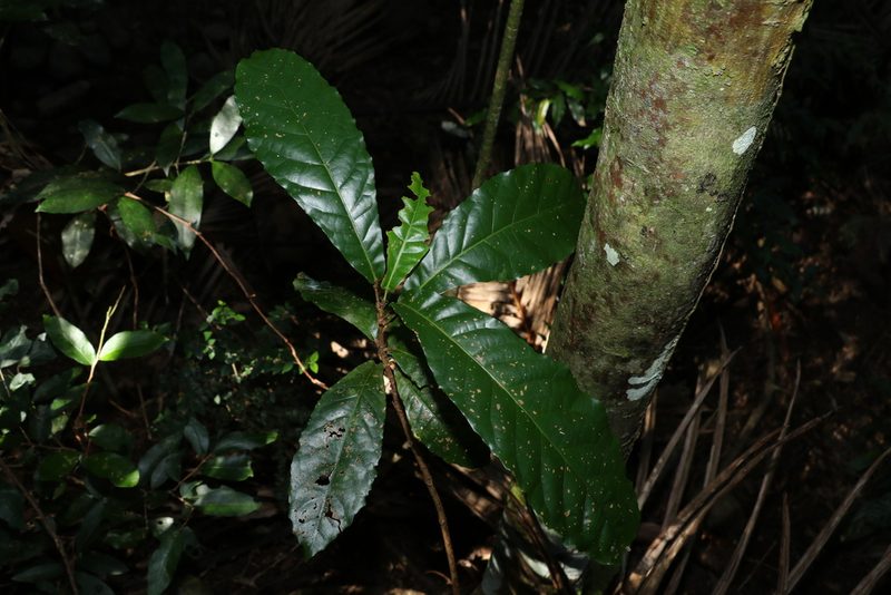 Sloanea australis, photographed by Greg Tasney