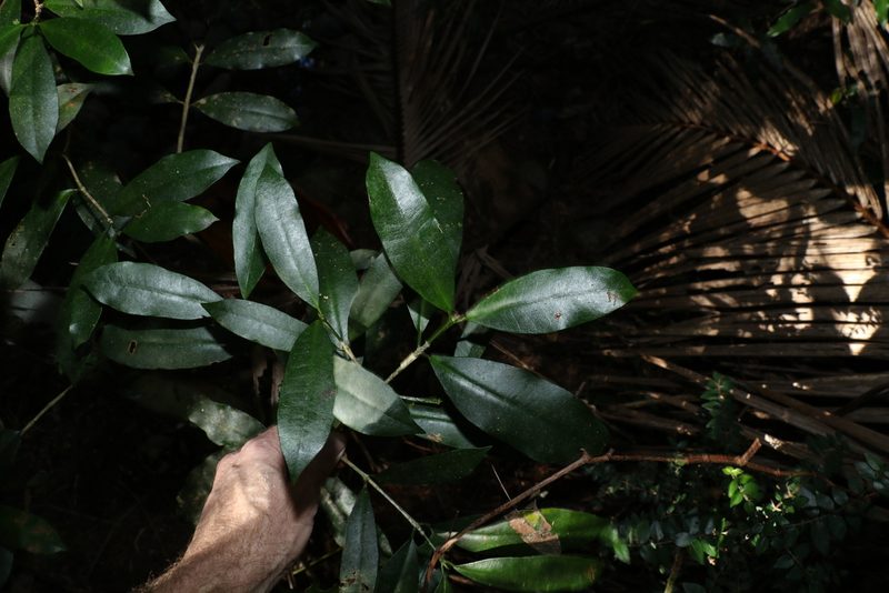 Baloghia inophylla, photographed by Greg Tasney