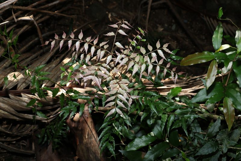 Lepiderema pulchella, photographed by Greg Tasney