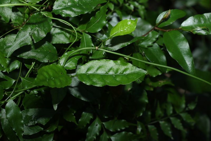 Gynochthodes jasminoides, photographed by Greg Tasney