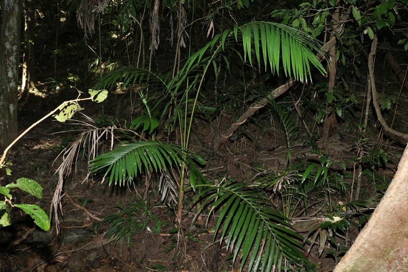 Archontophoenix cunninghamiana, photographed by Greg Tasney