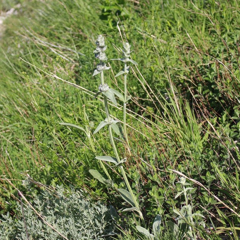 Stachys cretica, photographed by Юрий Данилевский (Yuriy Danilevsky)