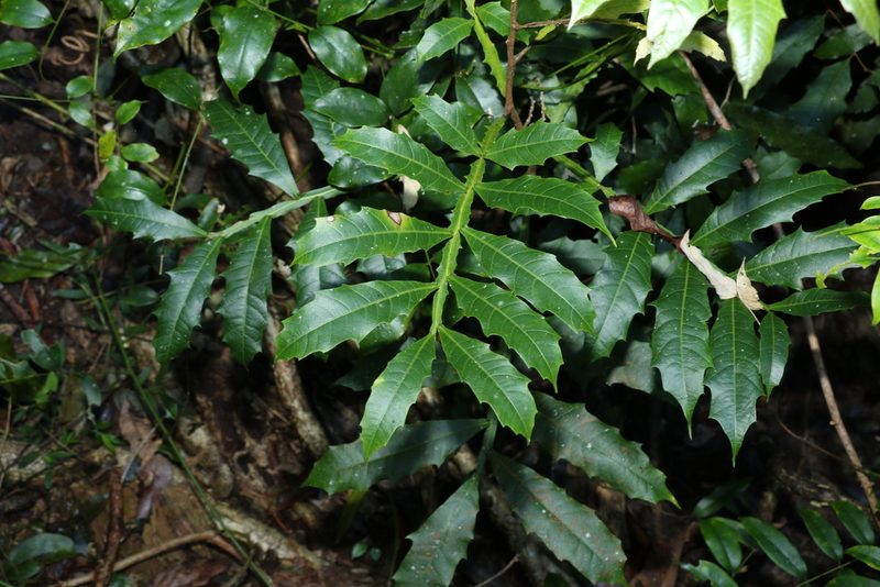 Harpullia alata, photographed by Greg Tasney