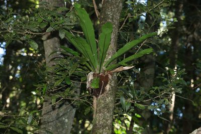 Asplenium australasicum