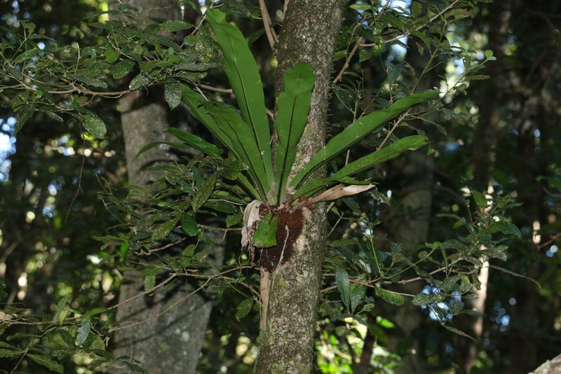 Asplenium australasicum, photographed by Greg Tasney