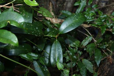 Syzygium moorei, photographed by Greg Tasney