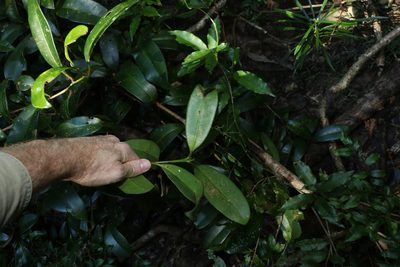 Syzygium moorei, photographed by Greg Tasney