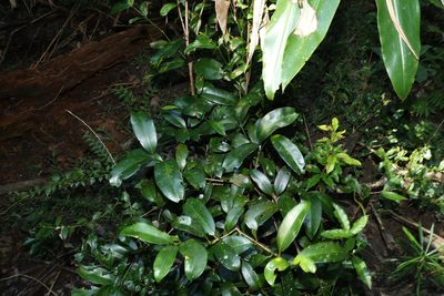 Syzygium moorei, photographed by Greg Tasney