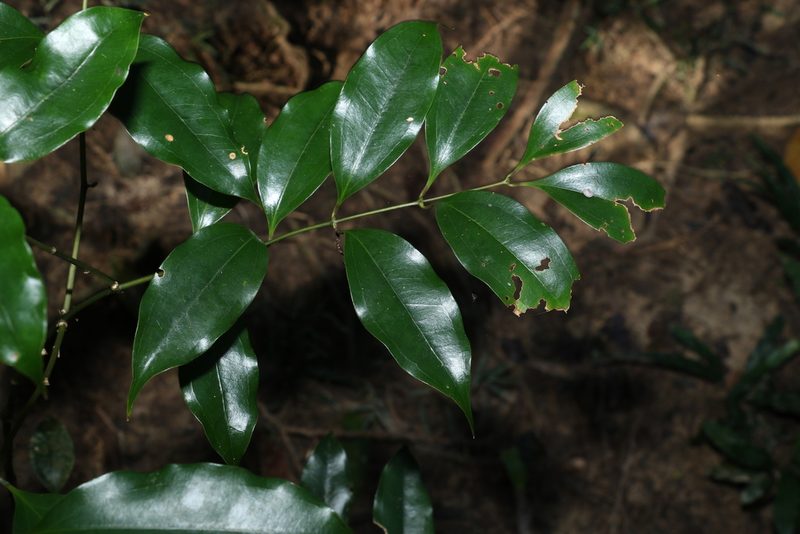 Ripogonum album, photographed by Greg Tasney