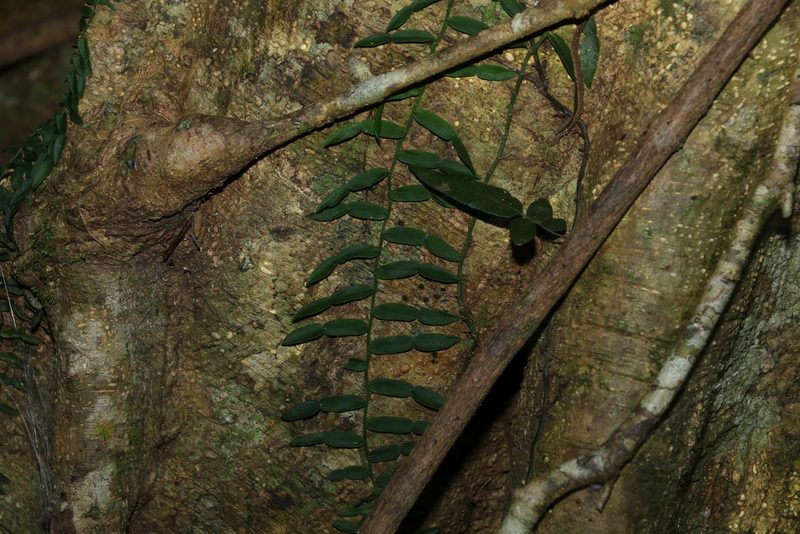 Pothos longipes, photographed by Greg Tasney