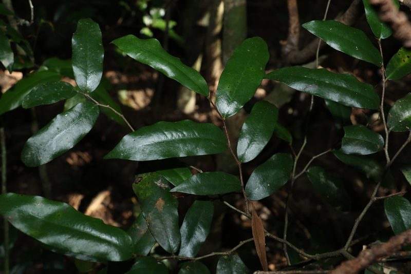 Meiogyne stenopetala, photographed by Greg Tasney