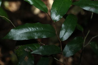 Meiogyne stenopetala, photographed by Greg Tasney
