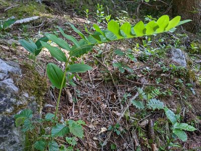 Polygonatum multiflorum, photographed by Tobias Schönberg