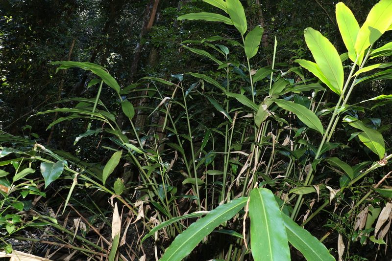 Alpinia caerulea, photographed by Greg Tasney