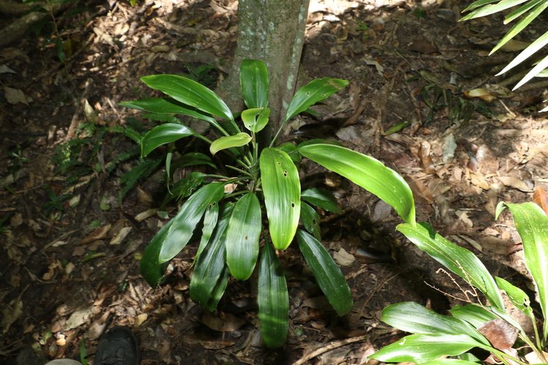 Cordyline rubra, photographed by Greg Tasney