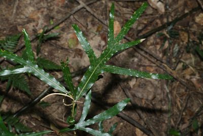 Grevillea hilliana, photographed by Greg Tasney
