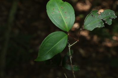 Rhodamnia maideniana, photographed by Greg Tasney