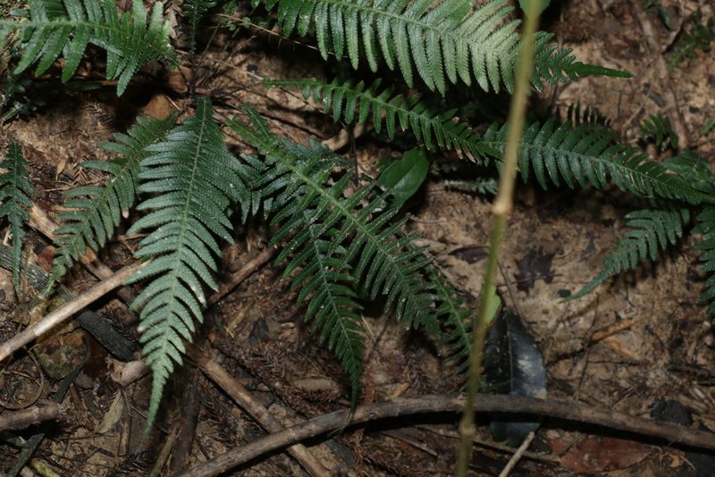 Doodia aspera, photographed by Greg Tasney